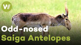 Endangered Saiga Antelopes return: This funny looking antelope species survived the Ice Age!