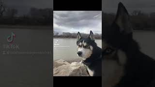 Download lagu Rtambhara Tatra Prajna Mantra: The Knowledge Attained In This State=Pure Truth #SagesAmoreOrganics mp3