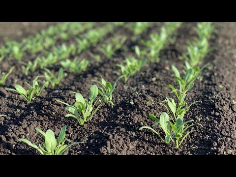 2月の屋外播種：この冬は何を植えますか？苗を霜から守るにはどうすればよいですか？  庭園