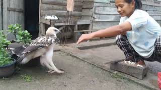 Download lagu SIFAT LIAR ELANG BAGONG KELUAR !! GARA-GARA JATAH MAKANYA DI REBUT AYAM. mp3