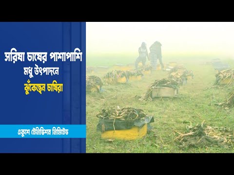 সরিষা চাষের পাশাপাশি মধু উৎপাদন