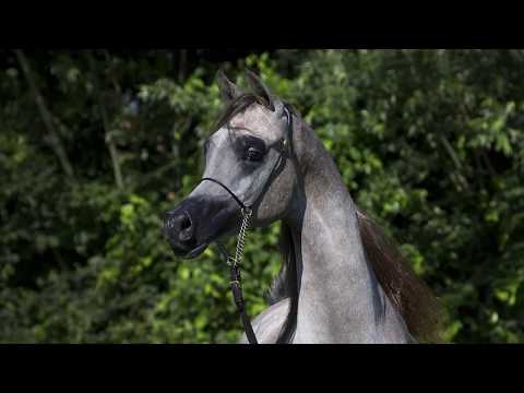 ALEXXANDERR THE GREAT Menton 2015 - أليكساندر منتون