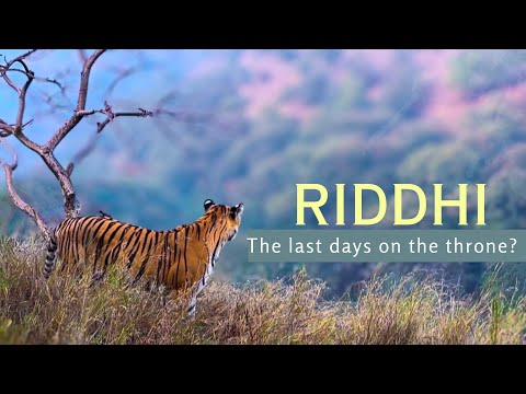 Riddhi - The Last Days on The Throne? | Ranthambore National Park | Wildlife Tiger Documentary
