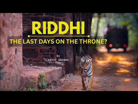Riddhi - The Last Days on The Throne? | Tiger Documentary | Ranthambore National Park |