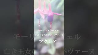 Download lagu モーリス・ラヴェル 亡き王女のためのパヴァーヌ #shorts #クラシック #音楽 #モーリス・ラヴェル mp3 Download lagu モーリス・ラヴェル 亡き王女のためのパヴァーヌ #shorts #クラシック #音楽 #モーリス・ラヴェル mp3