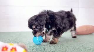 ハーフ犬の動画01