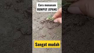 Download lagu How to Grow Japanese Grass Very Easily and Cheaply #shorts #reels #grass #japanesegrass #fyp mp3