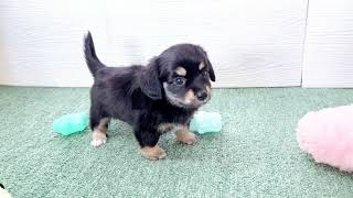 ハーフ犬の動画01