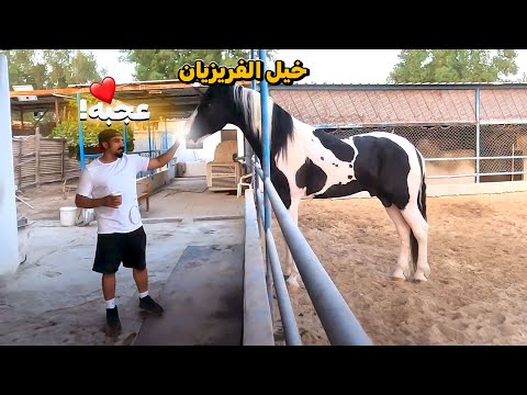 , title : 'حصان احلامي 🥲 الحصان الضخم النادر !!'