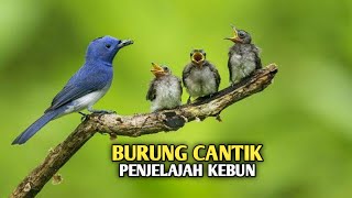 Download lagu Mengenal burung kehicap ranting burung yang sering terdengar suaranya di pinggir hutan atau di kebun mp3