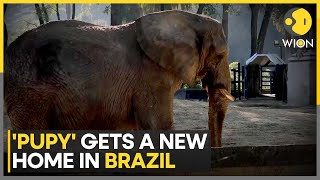 Pupy The Elephant Arrives At A Brazil Sanctuary After 30 Years In Argentine Zoo | WION