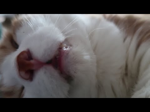 Cat Sleeps With His Mouth Open