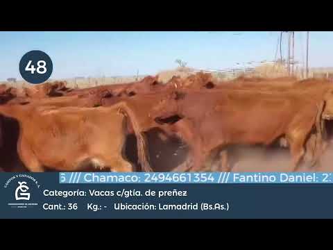 Lote Vc CGP - CUT - Gral Lamadrid Bs As