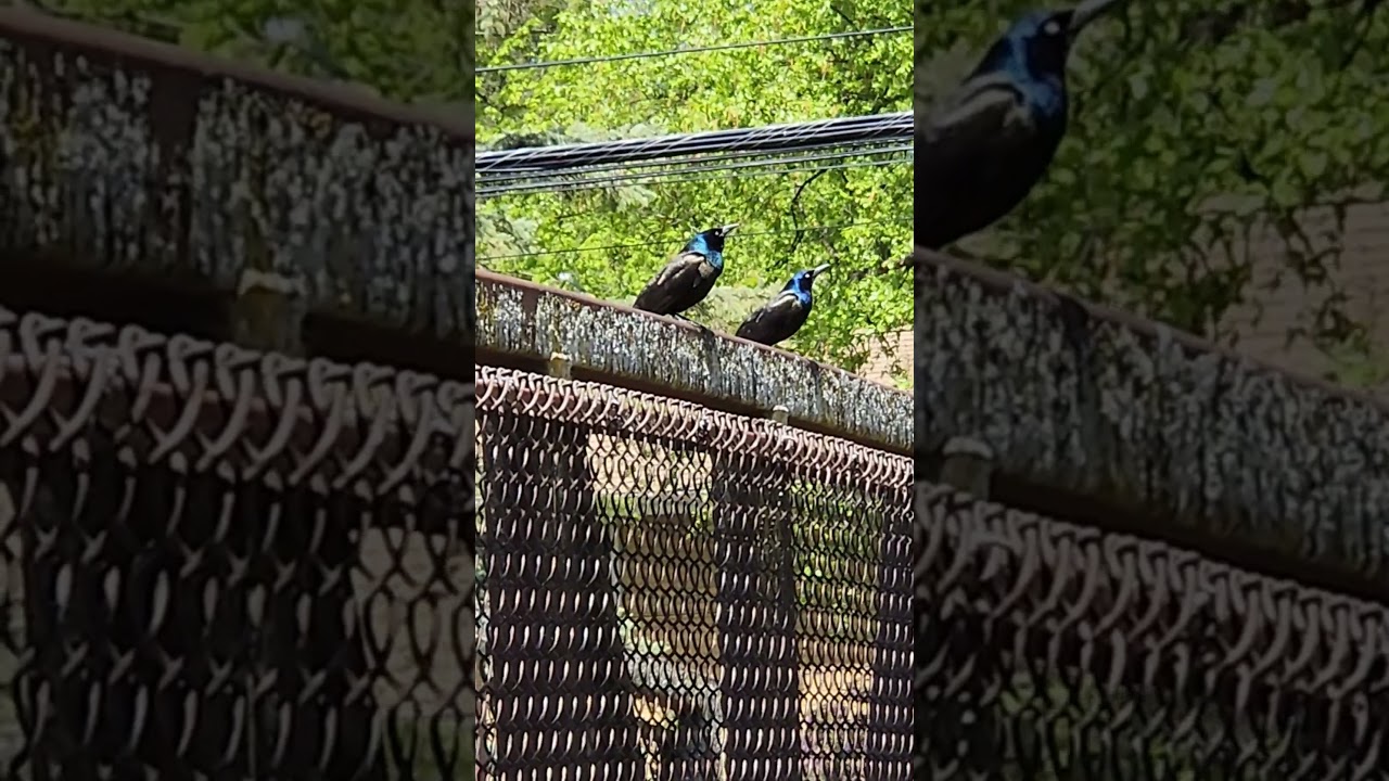 This is a short I made of two common Grackles birds near my home.