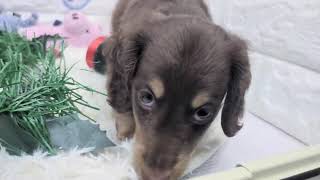 ミニチュアダックスの動画01