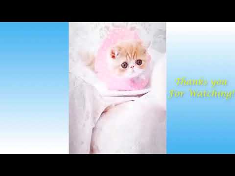 Funny and Cute Cat's Life Cats and Owners are the best friends Videos - pet lover like me and you