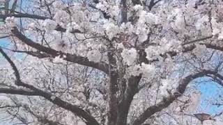 Download lagu Keindahan bunga sakura di Jepang #jepang #bunga #sakura #fukushima #travel mp3 Download lagu Keindahan bunga sakura di Jepang #jepang #bunga #sakura #fukushima #travel mp3