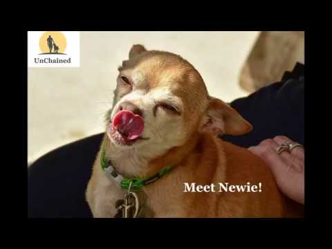 Newie - Peace of Mind Dog Rescue @ Rancho Cielo Youth Campus