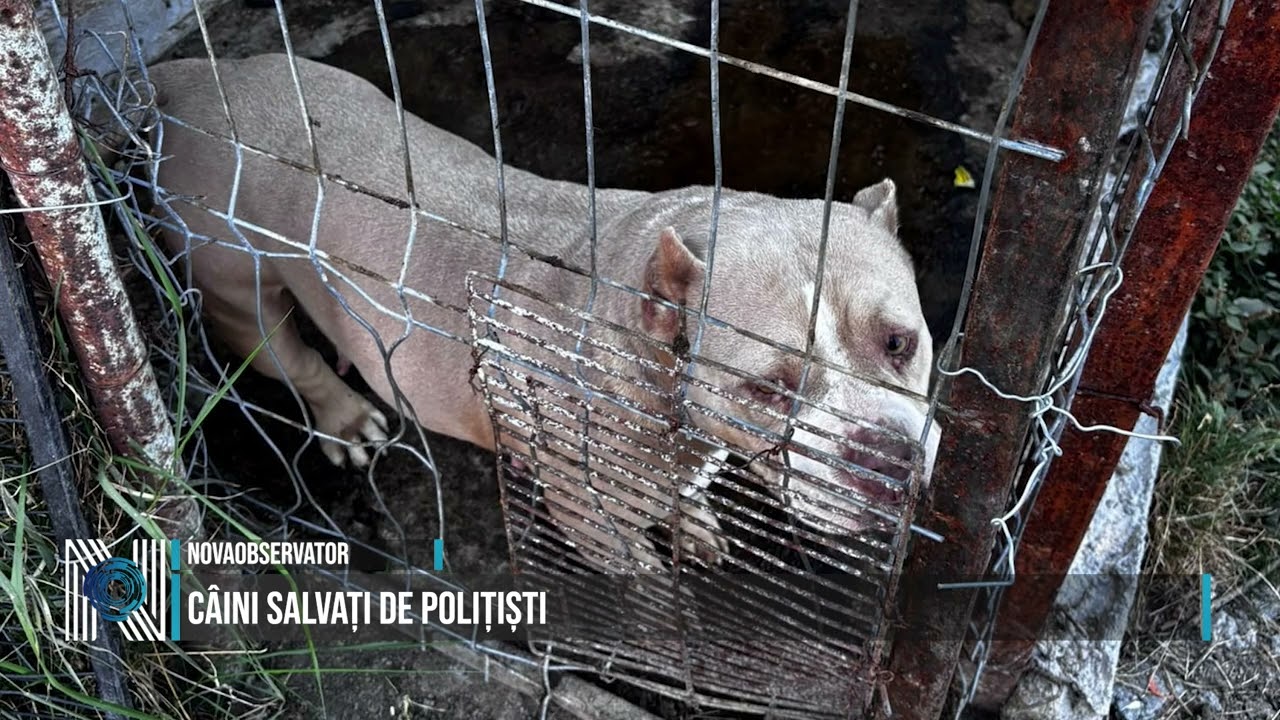 Câini salvați de polițiști