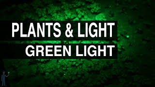 Green Light : Plants &amp; Light #105