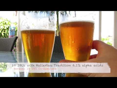 HBW #40 S23 and M76 Lager Yeast Comparison