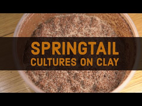 How to Make Clay Springtail Cultures Using Calcium Bearing Clay Pellets
