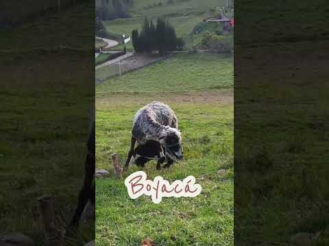 Boyacá es un encanto!!! #boyacá #paisajes #montañas #viajar #villadeleyva #combita #raquira