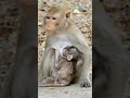 🐒baby monkey breastfeeding 🥺#shorts#breastfeeding