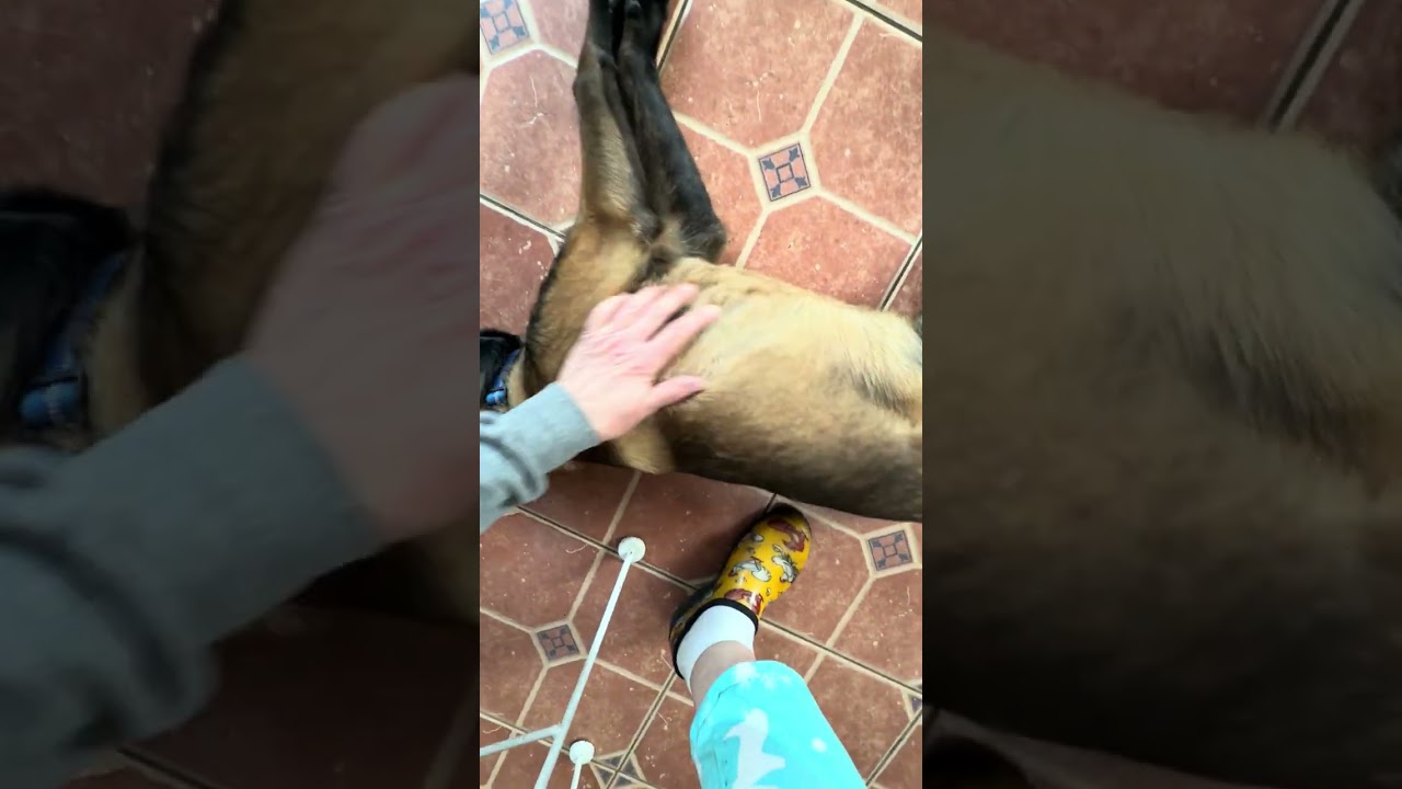 Enlarge Koby (8mo), an adopted Belgian Shepherd / Malinois in Greeneville, TN video 5/5