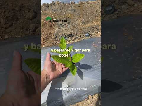Nogal criollo, portainjerto.