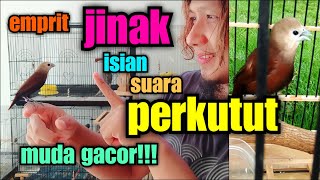 Download lagu Emprit Pintar: Isian Perkutut & Jinak mp3