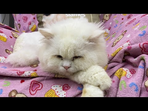 What are cats' favorite toys? cute & funny cats videos 2022