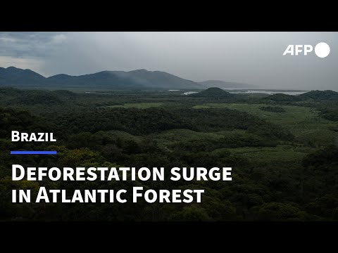 Deforestation surges in Brazil's Atlantic Forest | AFP