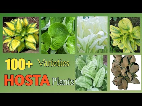 image-Are hosta in the lily family?