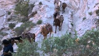 Havasupai switchback horse train