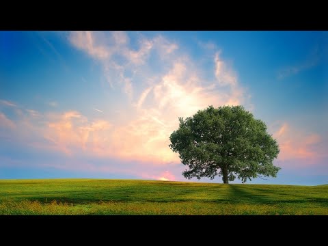 Sefir (Ney Enstrümantal)