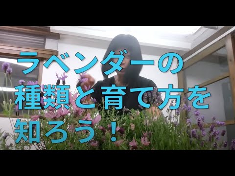 リアルラベンダー 植物