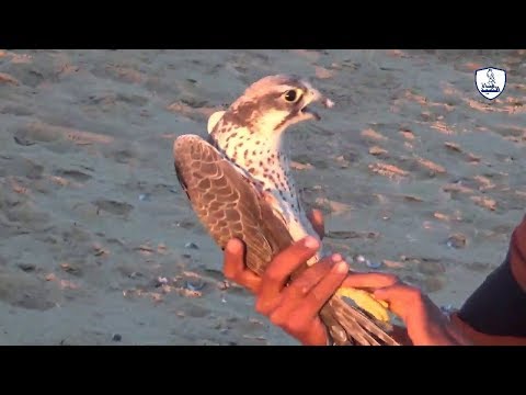 صيد الصقر بالحمامه والشبك / طرح صقر رائع /Hunting falcon is wonderful