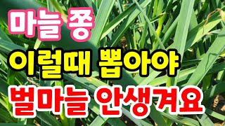 마늘쫑 이렇게 뽑아야 벌마늘 안생겨요 마늘쫑 뽑는시기 5월에 마늘 가장 중요한것