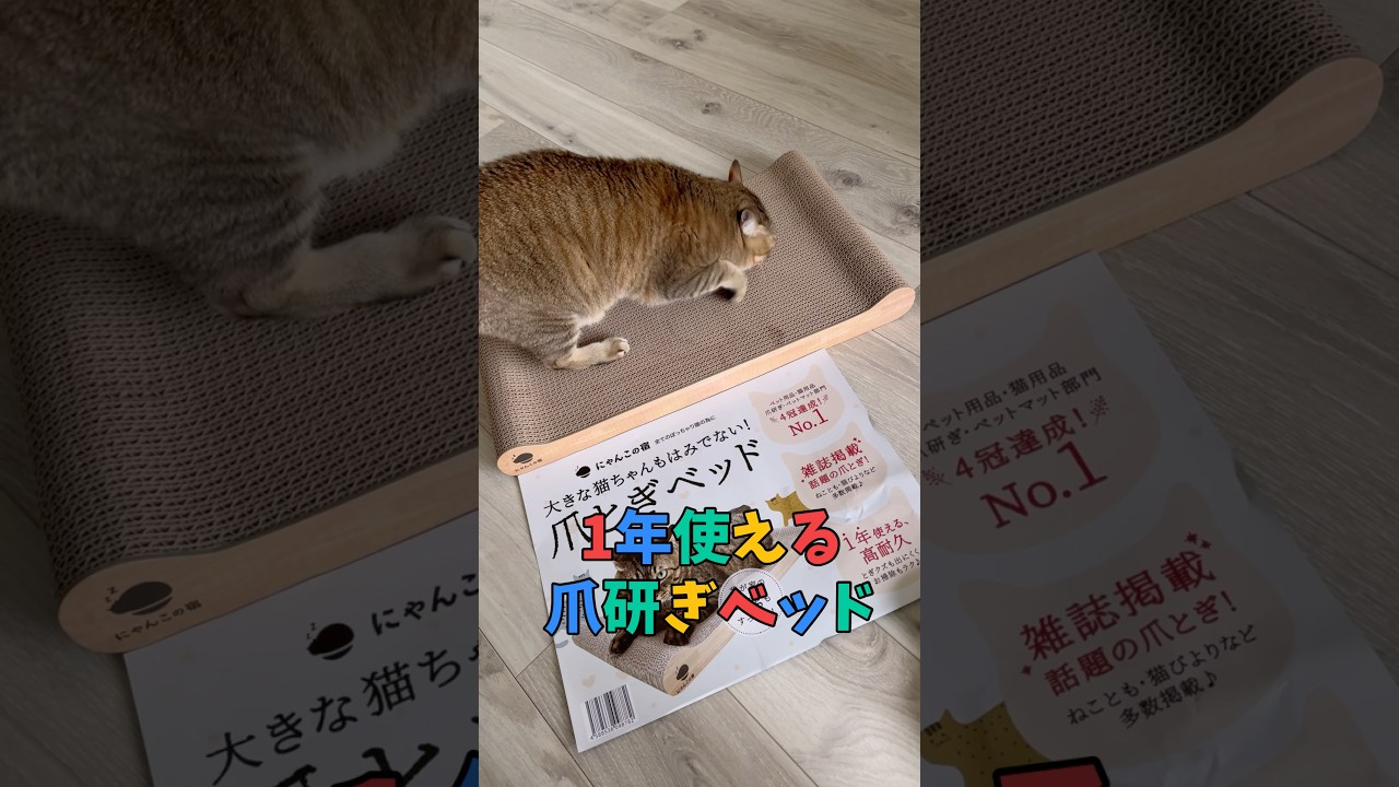 1年使える爪研ぎベッド😸