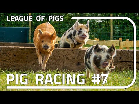 League of Pigs - Season 2 - Round 3!