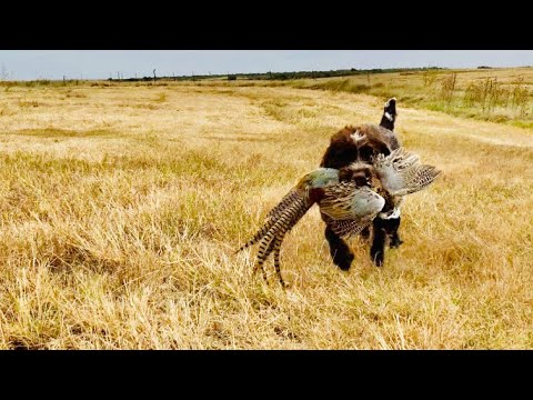Upland Hunting With Wirehaired Pointing Griffon