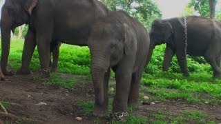 Dubare Elephant Camp, Kodagu 