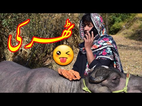 1 Larki 3 Tharki - Pew di Kamai