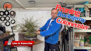Boost Growth: Rockspray Cotoneaster Bonsai Pruning ( 2 of 2)