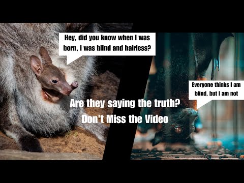 50 people can stand on the tongue of a blue whale! True or False? Wild Wisdom Channel Trailer ||