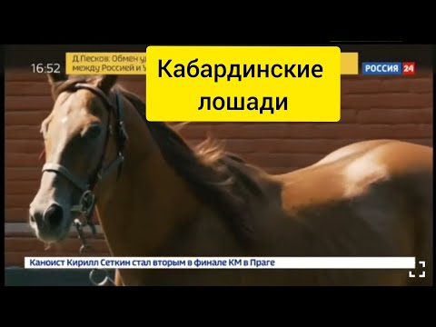 , title : 'Кабардинская (черкесская) лошадь. Адыгэш.'