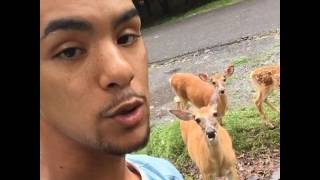 Guy Feeds Neighborhood Deer Snacks