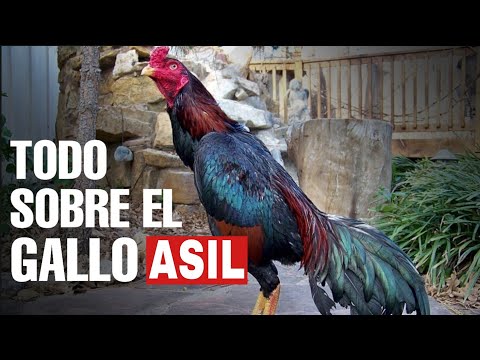 , title : 'Todo lo que debes saber de el Gallo ASIL'