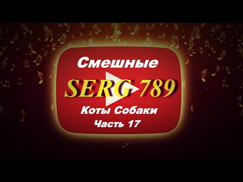 🔴Смешные Коты Собаки (Часть 17)✅ 🙂 👍 🐱 🐶